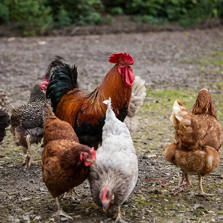 Haus Am Walde 3* Schmallenberg