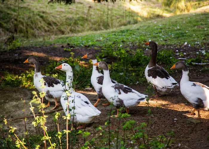 Haus Am Walde Guest house Schmallenberg