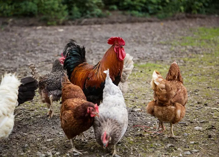 Haus Am Walde 3* 슈말렌부르크